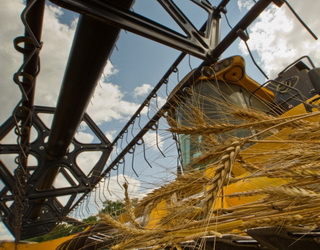 Експорт української пшениці підвищено до 17,3 млн тонн, – USDA